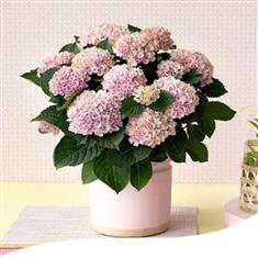 Indoor Pink Hydrangea Plant