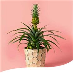 Pineapple Plant in a Pot 