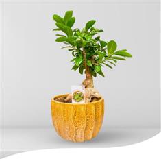 Yellow Ficus Bonsai