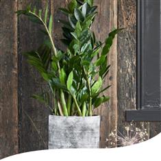 Zamioculcas Plant (Large)