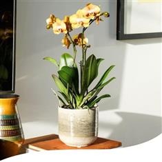 Coastal Ivory Glazed Pot